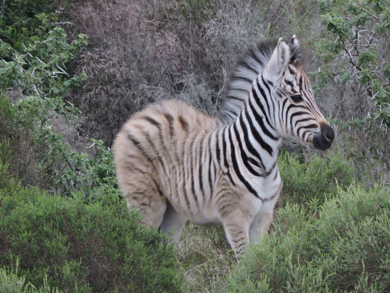 Sardinia Bay Golf & Wildlife Estate