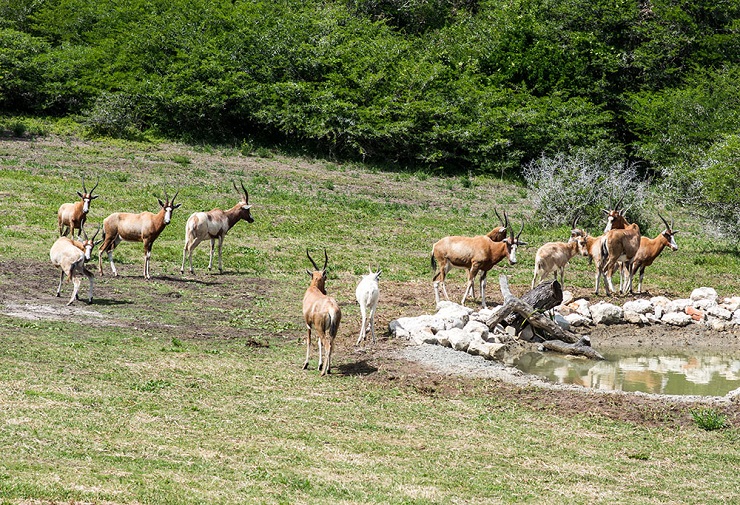 Sardinia Bay Golf & Wildlife Estate wildlife at pond