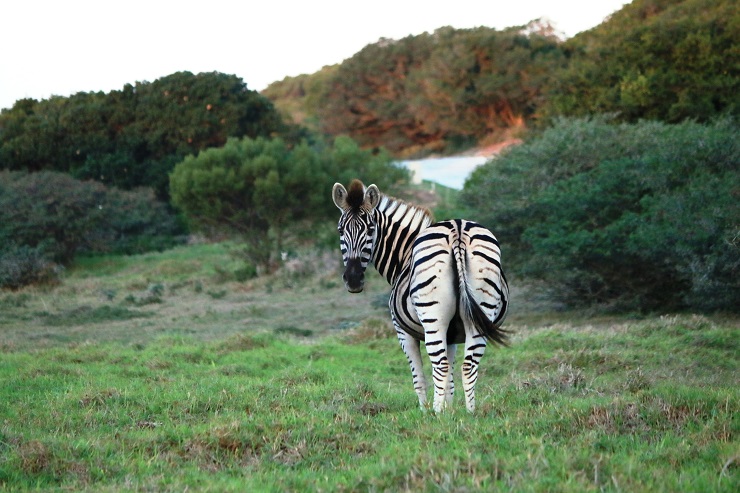 The animals on the Sardinia Bay Golf & Wildlife Estate forms an integral part of the complex