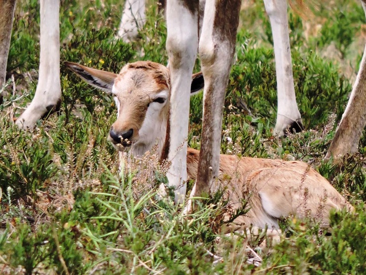 After a fruitful calving season, several baby animals made Sardinia Bay Golf & Wildlife Estate their home