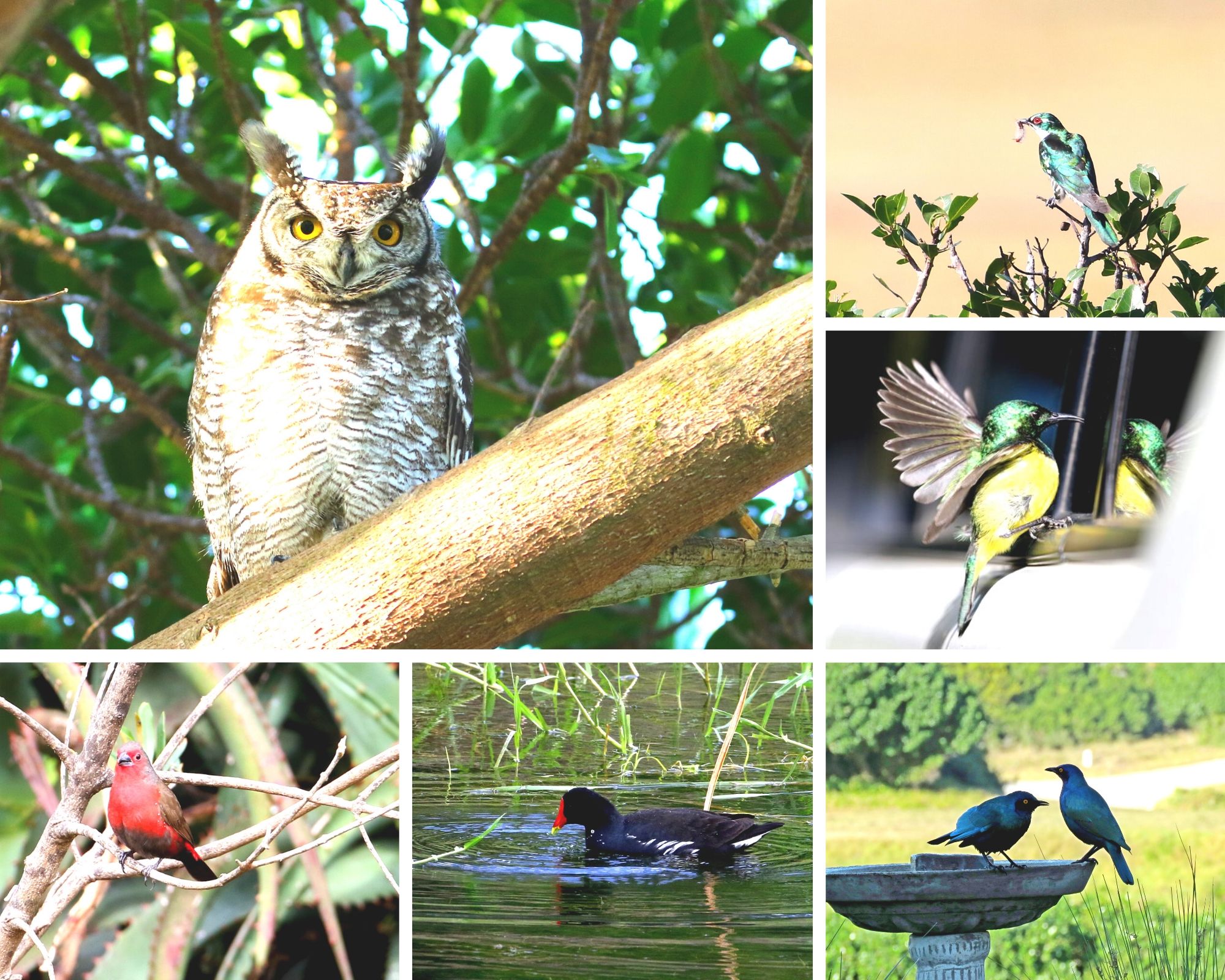 These are just a few of the beautiful birds that can be found at Sardinia Bay estate. 