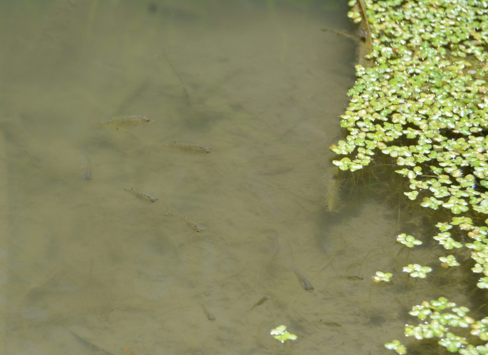 Tilapia fish