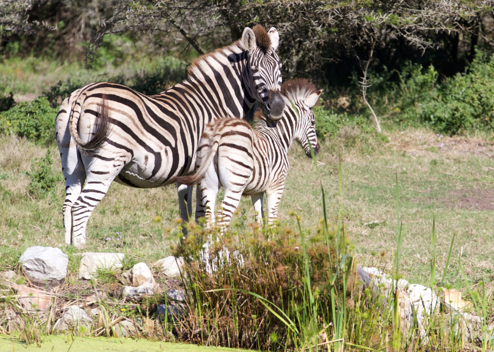 Baby Zebra