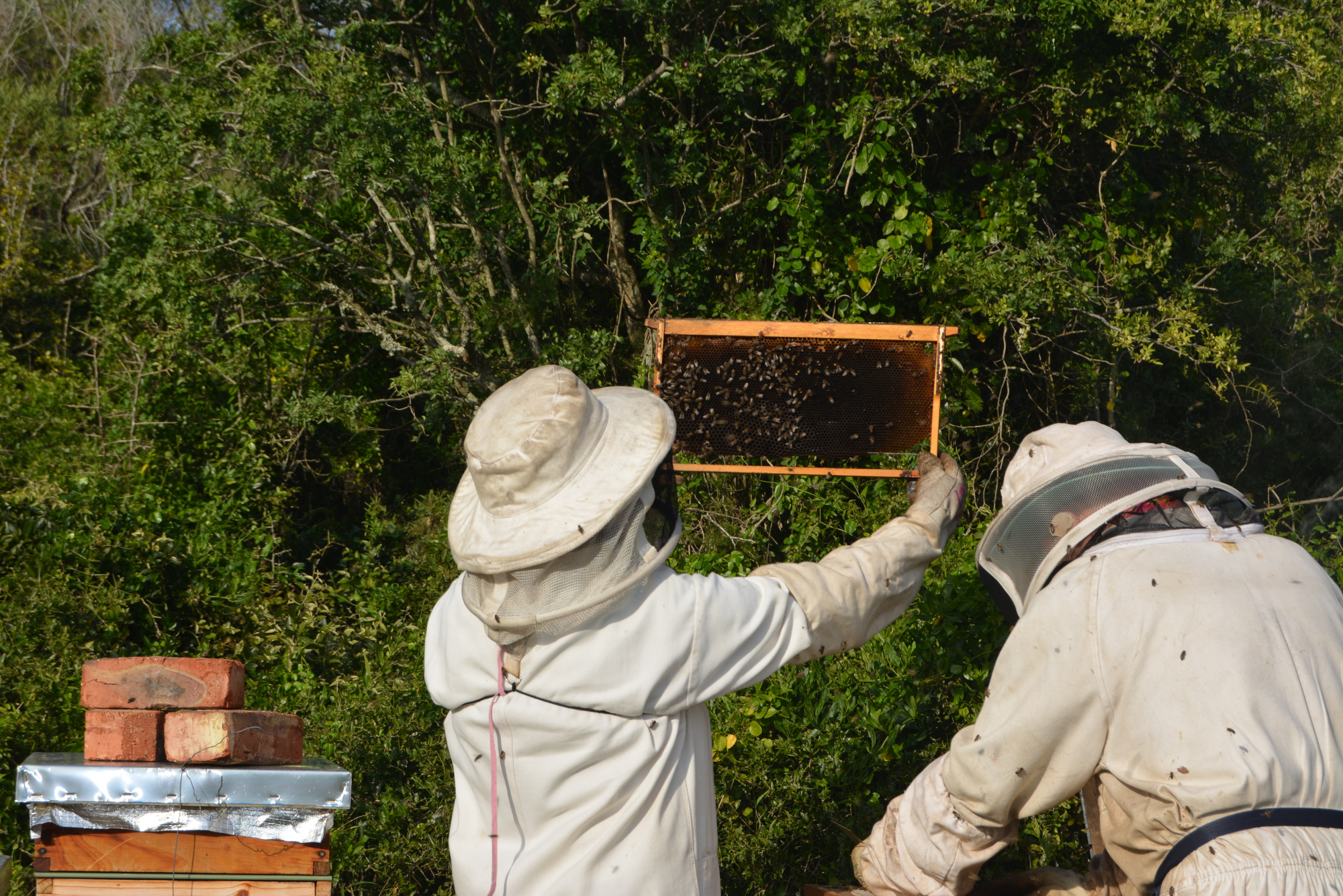 Bees Article image crop