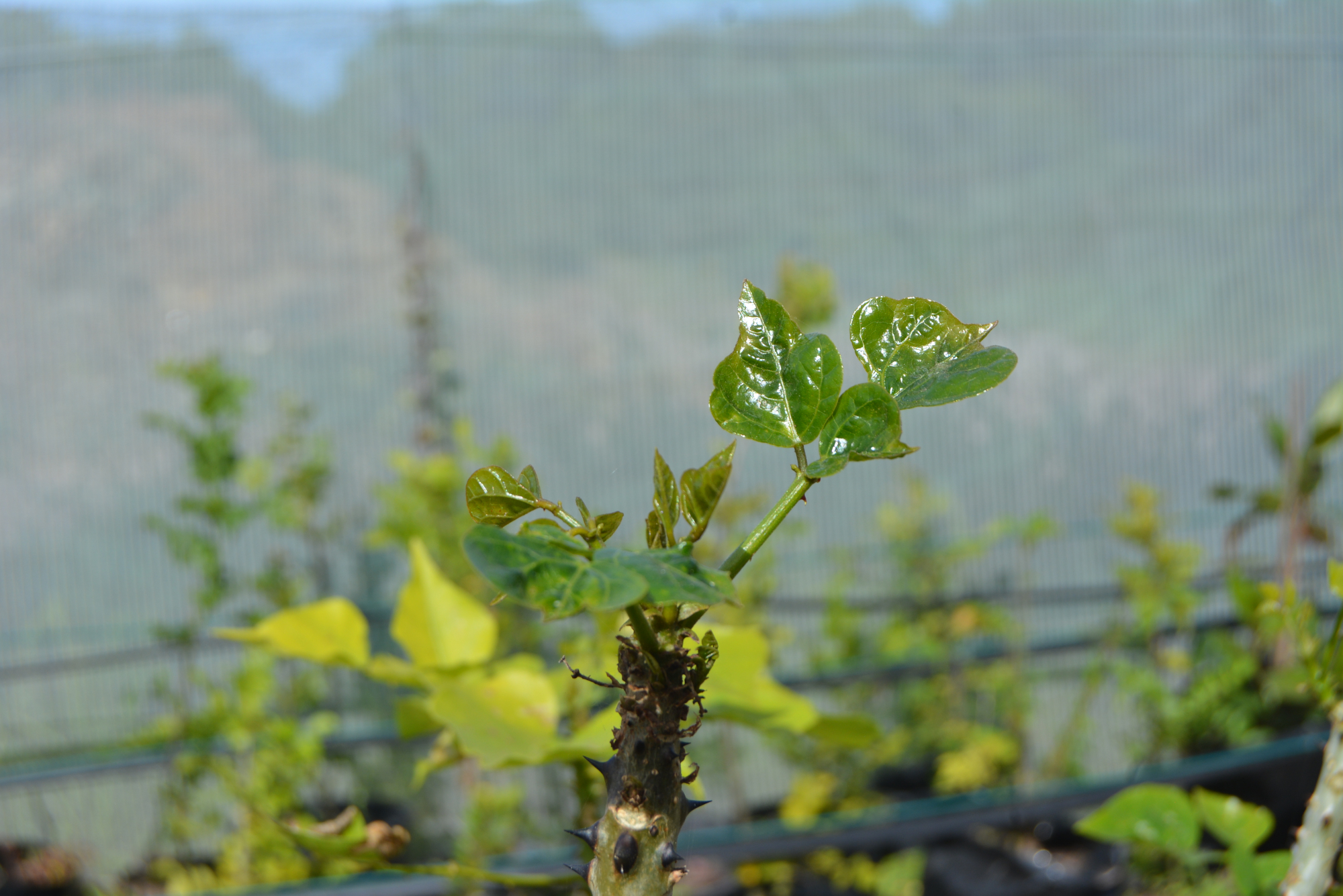 Indigenous plants