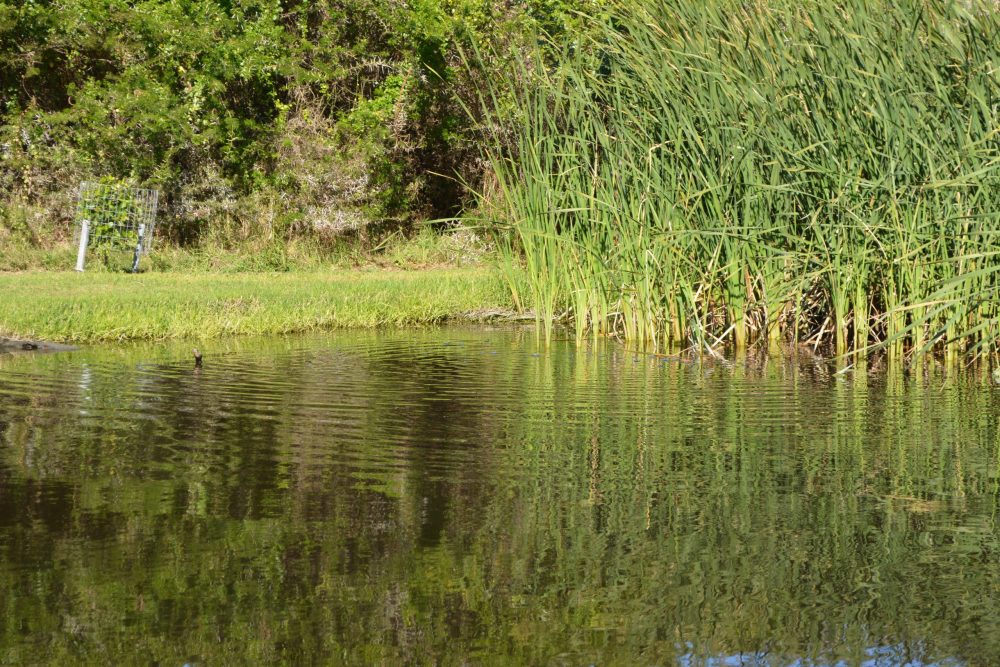 Sardinia Bay Golf & Wildlife Estate - Tilapia