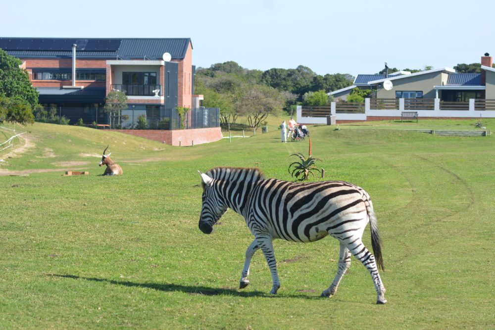 Sardinia Bay Golf & Wildlife Estate - Zebra